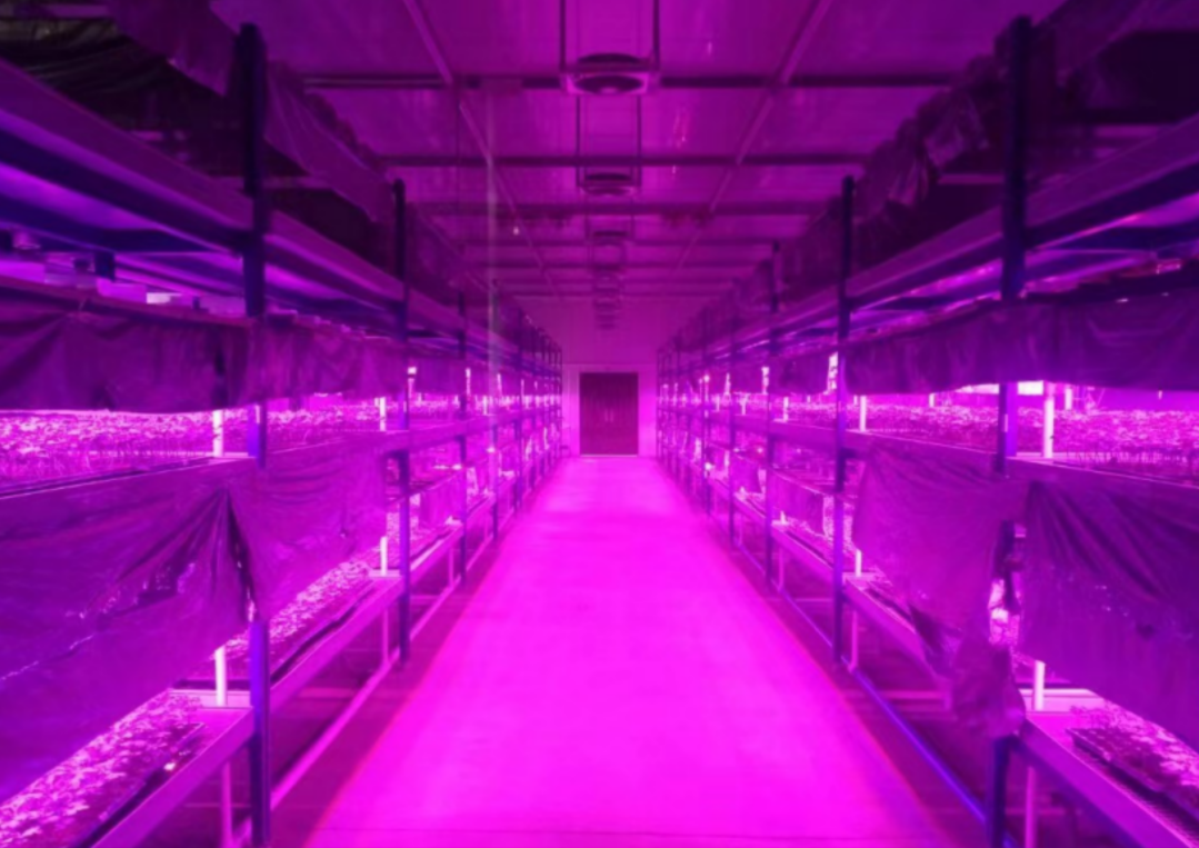 مصنع شتلات LED اصطناعي كامل رقمي